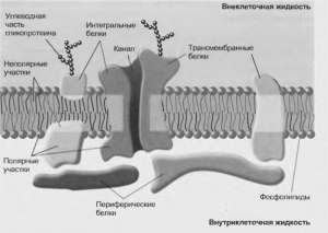 Структура биологических мембран